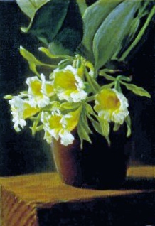 Cuadros De Orquideas