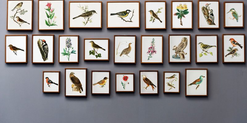 Cuadros De Pajaros