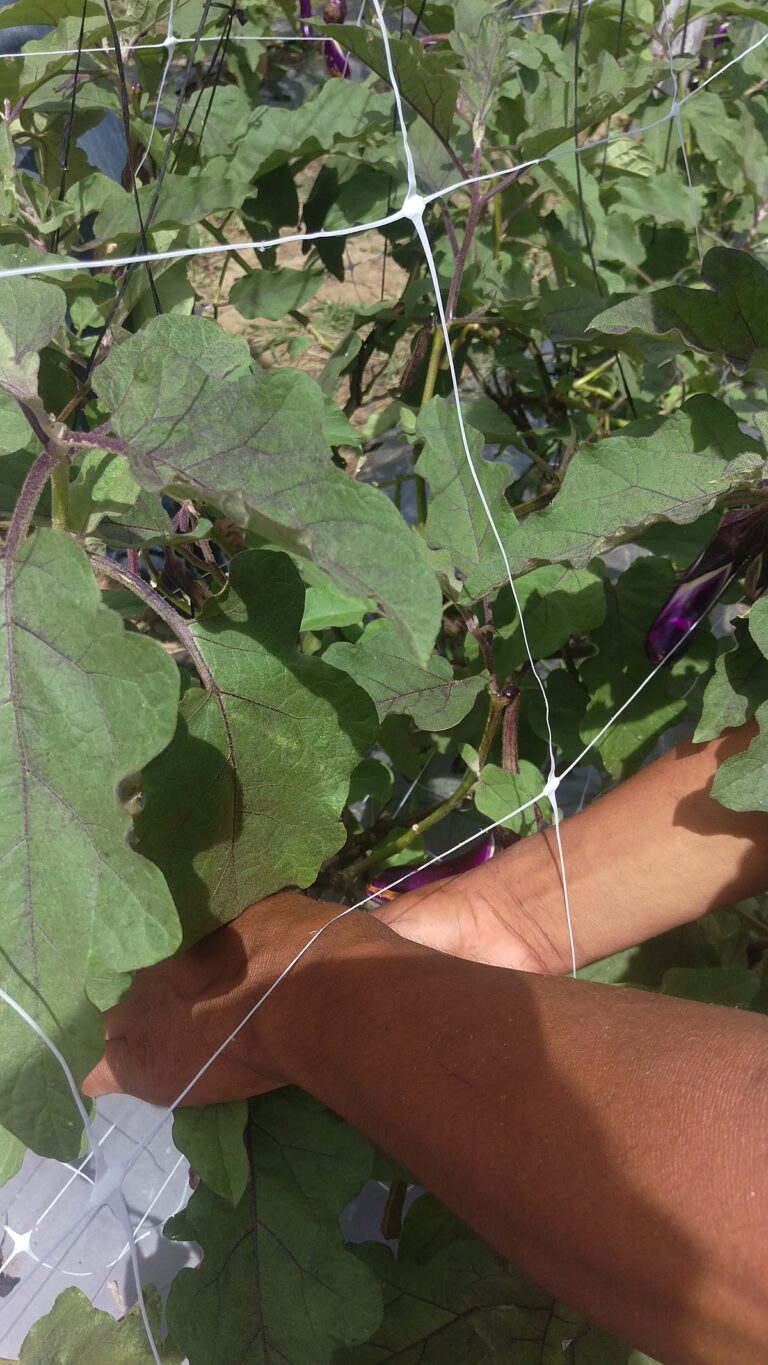 Cuadros De Plantas