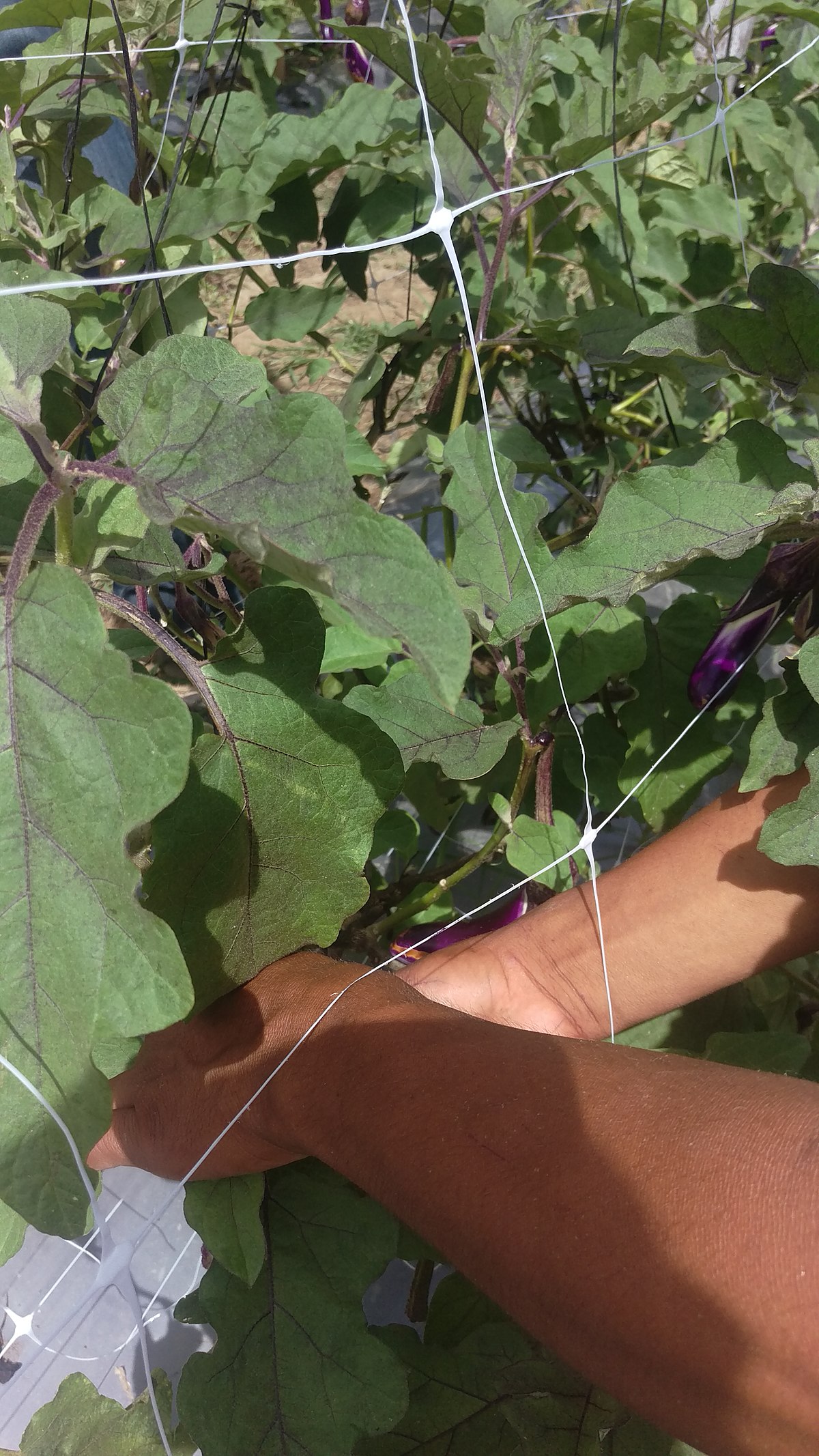 Cuadros De Plantas