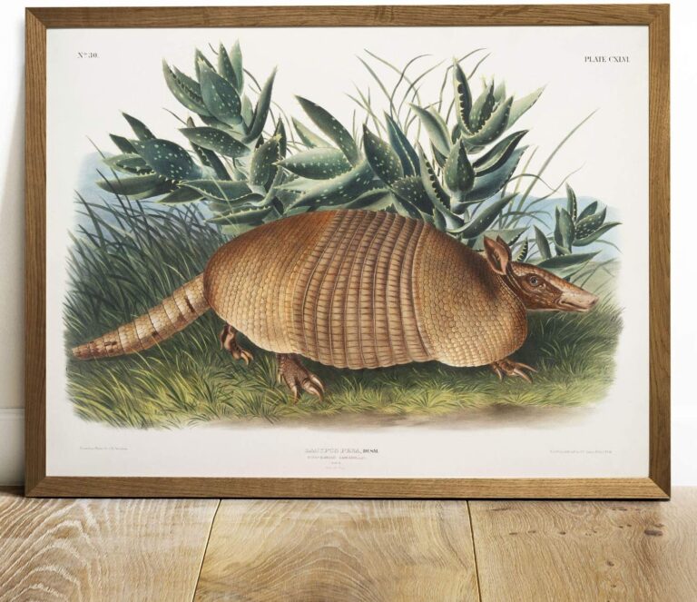 Posters De Armadillos Amazon