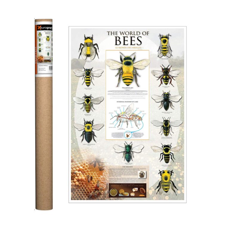 Posters De Avispas Amazon