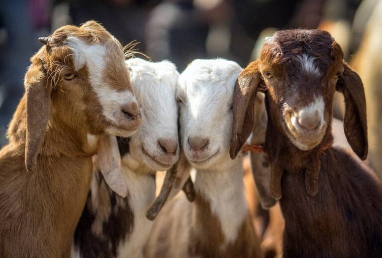 Posters De Cabras Amazon
