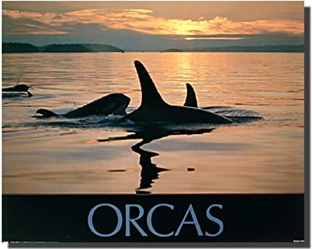 Posters De Orcas Amazon