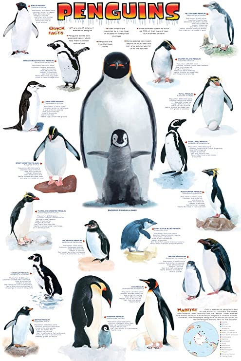 Posters De Pinguinos Amazon